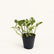 Pothos combo plant 2