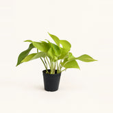 Pothos combo plant 3