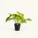 Pothos combo plant 3