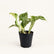 Pothos combo plant 1