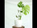 Monstera