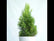 Green Cypress