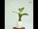 Calathea Zebrina