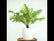 Tree Fern