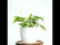 Anthurium White Flamingo