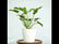 Philodendron Xanadu