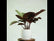Calathea Amagris