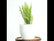 Sword Fern
