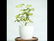Schefflera Variegated