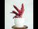 Calathea Triostar