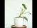 Philodendron White Princess