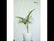 Indoor Areca Palm