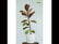 Variegated Rubber Plant