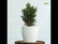 Thai Cypress
