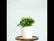 Syngonium Pixie