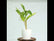 Alpinia Variegated