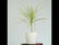Dracena Colorama
