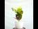 Croton