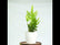 Blue Star Fern(Kangaroo Fern)