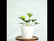 Philodendron Selloum
