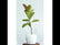 Rubber tree/ Robusta