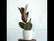 Rubber Ficus