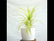 Pandanus Grass