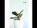 Philodendron Cardinal Black
