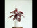 Dracaena Mahatma