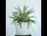 Agave Silver