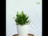 Kalanchoe red