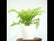Fern