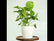 Syngonium Podophyllum