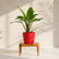 Calathea Zebrina