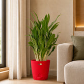 Aglaonema white stem
