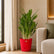 Aglaonema white stem