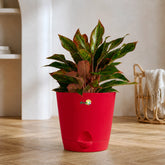 Aglaonema Lipstick with red pot