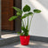 Alocasia Cucullata