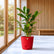 Alpinia Purpurata(Red Ginger)