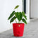 Anthurium Forgetii