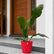 hookeri anthurium plant
