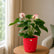 Anthurium  Princess