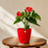 Anthurium Red