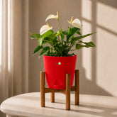 red anthurium white flamingo
