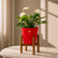 red anthurium white flamingo