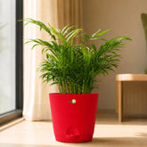 miniature areca palm