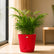 miniature areca palm