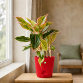 pink aglaonema plant online