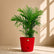 red bamboo cane palm