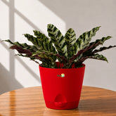 calathea varieties